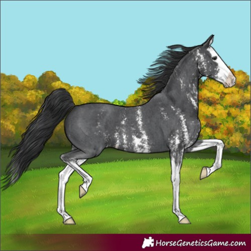 Horse Color:Black Sabino Splash 
