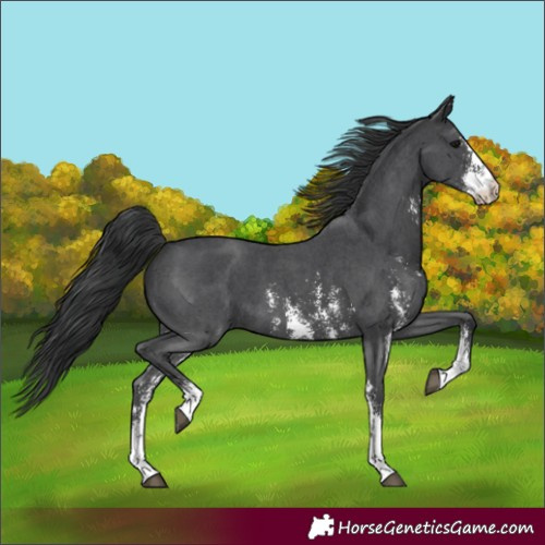 Horse Color:Black Sabino 