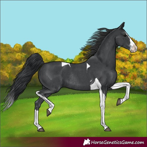 Horse Color:Black Sabino Splash Tobiano Rabicano 
