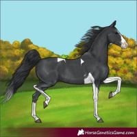 Horse Color:Black Sabino Splash Tobiano Rabicano