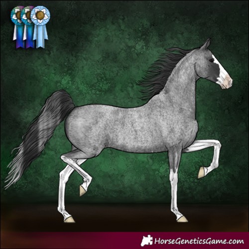 Horse Color:Blue Roan Splash 