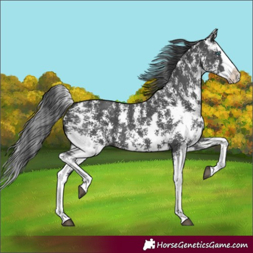 Horse Color:Black Sabino Splash 