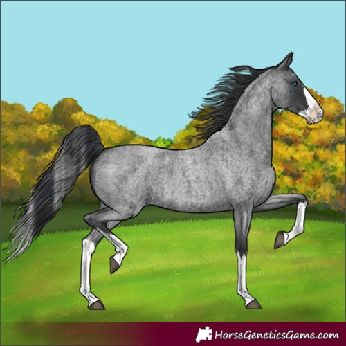 Horse Color:Blue Roan Splash 