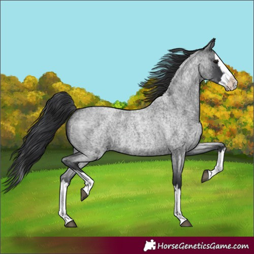Horse Color:Blue Roan Splash 