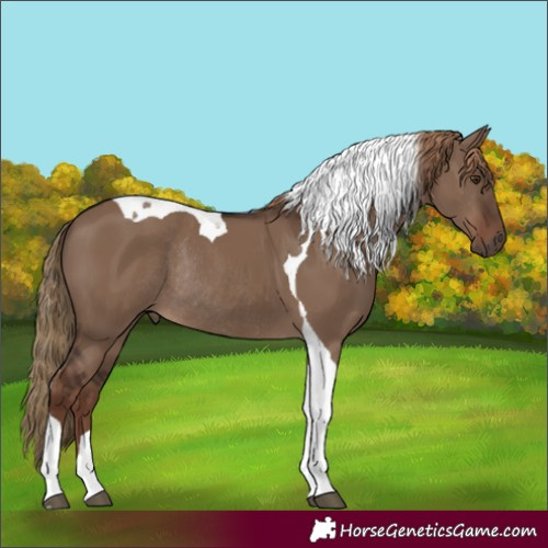 Horse Color:Liver Red Dun Tobiano Rabicano 