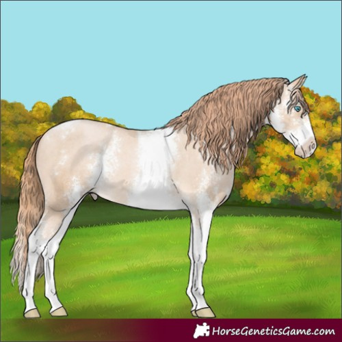 Horse Color:Buckskin Pearl Sabino Appaloosa 