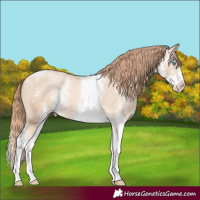 Horse Color:Buckskin Pearl Sabino Appaloosa 