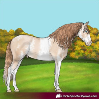 Horse Color:Buckskin Pearl Sabino Varnish 