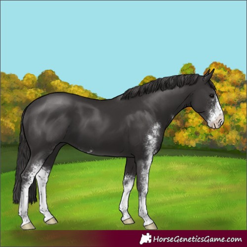 Horse Color:Smoky Black Sabino 