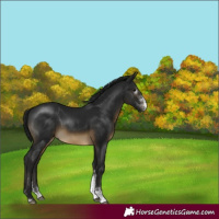 Horse Color:Gray Buckskin Sabino