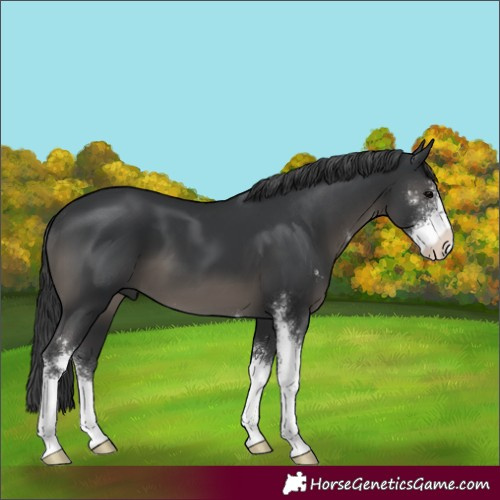 Horse Color:Black Sabino 