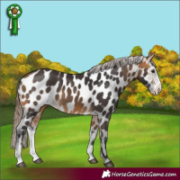 Horse Color:Buckskin Sabino Appaloosa