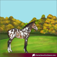 Horse Color:Buckskin Sabino Appaloosa
