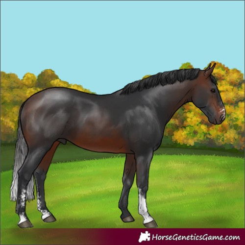 Horse Color:Brown Sabino 