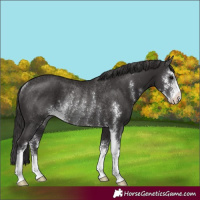 Horse Color:Smoky Black Sabino Rabicano