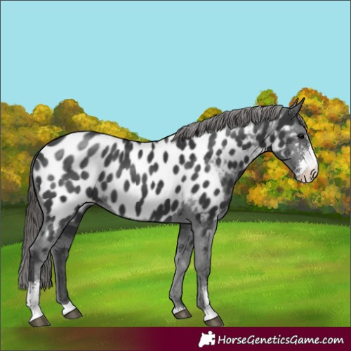 Horse Color:Black Sabino Appaloosa 