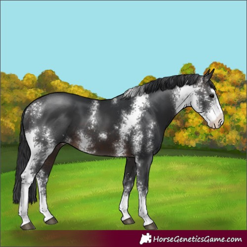 Horse Color:Brown Sabino 