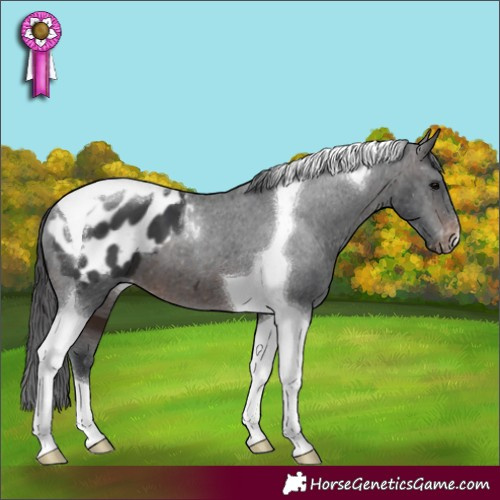 Horse Color:Brown Tobiano Appaloosa 