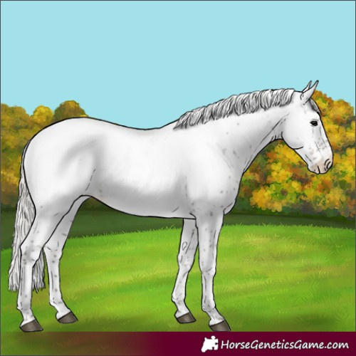 Horse Color:Silver Black Sabino Appaloosa 