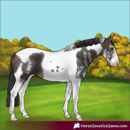 Horse Color:Buckskin Sabino Tobiano 