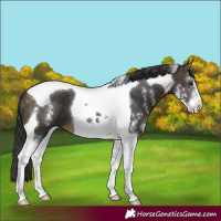Horse Color:Buckskin Sabino Tobiano 