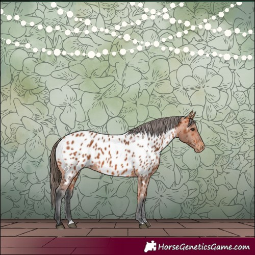 Horse Color:Bay Appaloosa 