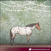 Horse Color:Bay Appaloosa