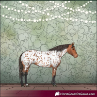 Horse Color:Bay Appaloosa 