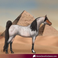 Horse Color:Bay Roan 
