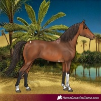 Horse Color:Bay Tobiano 