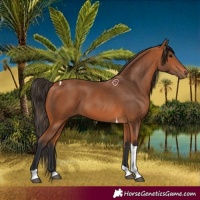 Horse Color:Bay Tobiano 