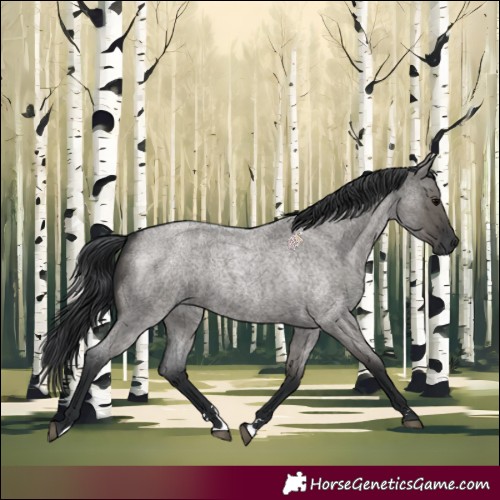 Horse Color:Grullo Roan 