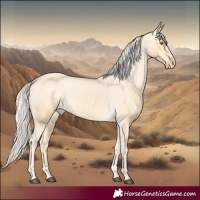 Horse Color:Palomino Appaloosa 