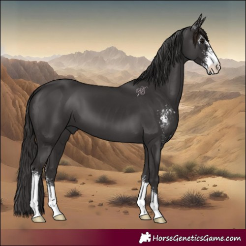 Horse Color:Smoky Black Sabino 