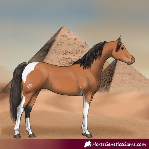 Horse Color:Bay Tobiano 