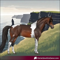 Horse Color:Brown Tobiano