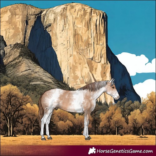 Horse Color:White Spotted Red Dun 