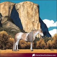 Horse Color:White Spotted Red Dun 