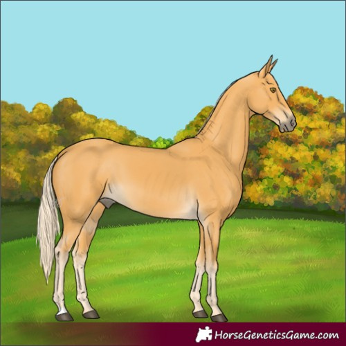 Horse Color:Palomino 