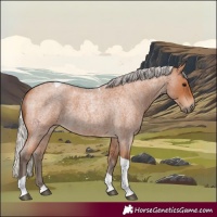 Horse Color:Silver Bay Roan Tobiano