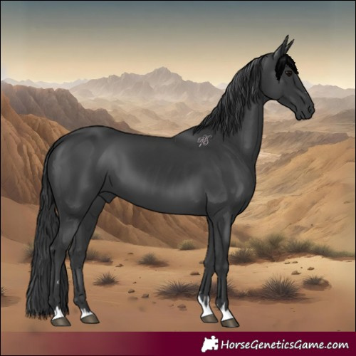 Horse Color:Black 