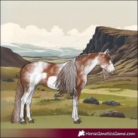 Horse Color:White Spotted Chestnut Frame 