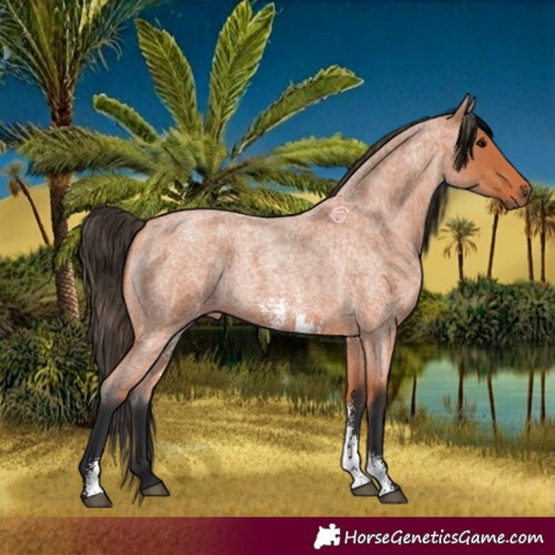 Horse Color:Bay Roan Sabino 