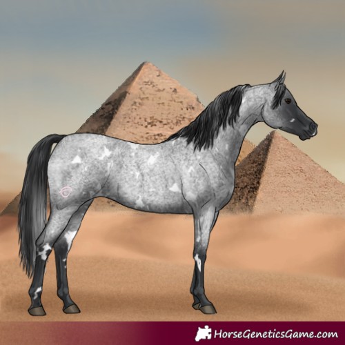 Horse Color:White Spotted Blue Roan 