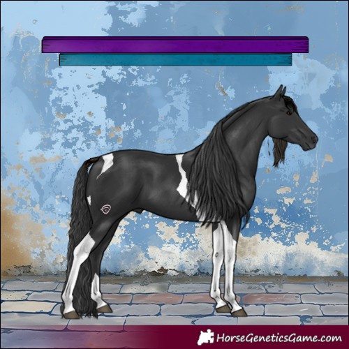 Horse Color:Black Tobiano 