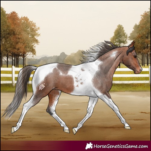 Horse Color:Bay Tobiano Varnish 