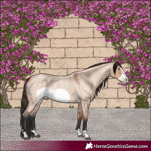 Horse Color:Bay Roan Dun Frame 