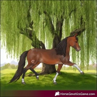 Horse Color:Bay Tobiano 