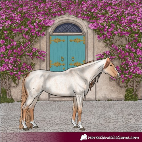 Horse Color:Red Dun Roan 