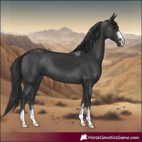 Horse Color:Black 